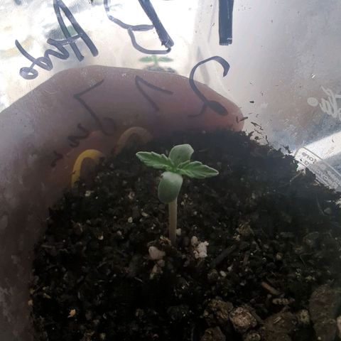 Fat Banana Auto 2 growlog timeline photo