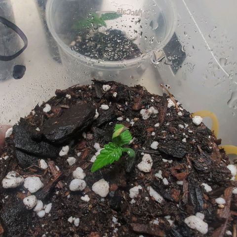 ? #2 growlog timeline photo