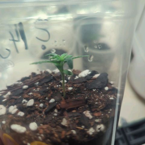 ? #1 growlog timeline photo