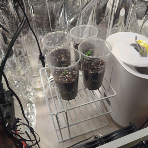 ? #2 growlog photo: New light distance is 35 cm from tallest plant. PPFD around 280 