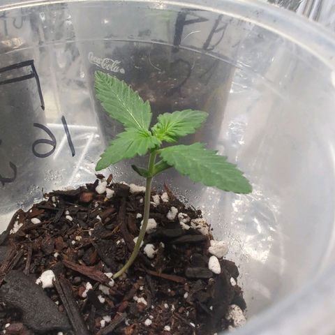 Fat Banana Auto 1 growlog timeline photo