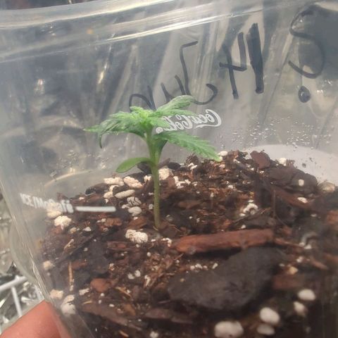 ? #1 growlog timeline photo