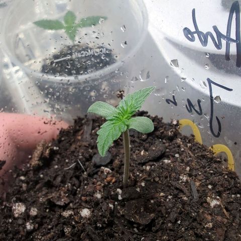 Fat Banana Auto 2 growlog timeline photo