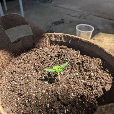 Fat Banana Auto 1 growlog timeline photo