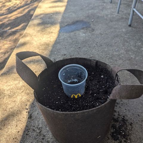 Fat Banana Auto 1 growlog timeline photo