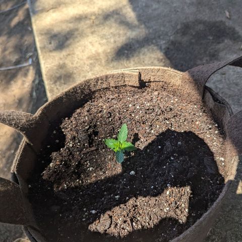 Fat Banana Auto 1 growlog timeline photo