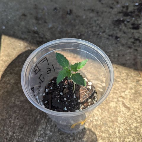 Fat Banana Auto 1 growlog timeline photo