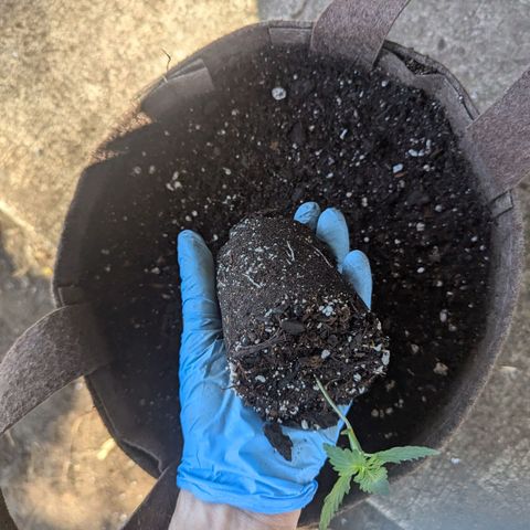 Fat Banana Auto 1 growlog timeline photo