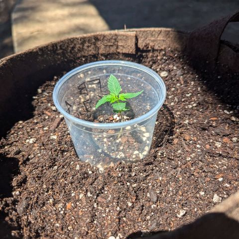 Fat Banana Auto 1 growlog timeline photo