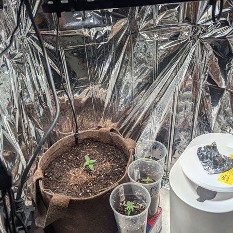 ? #2 growlog timeline photo