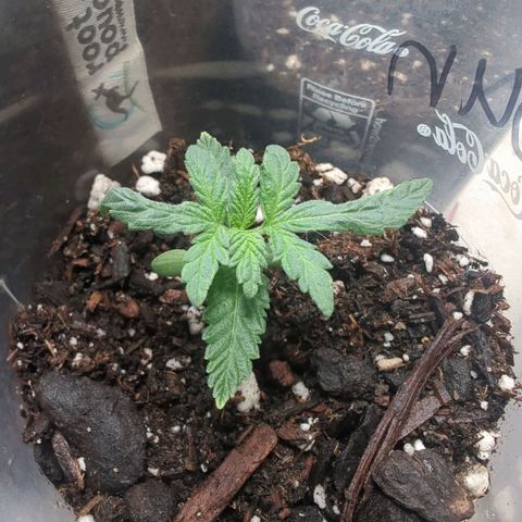 ? #1 growlog timeline photo