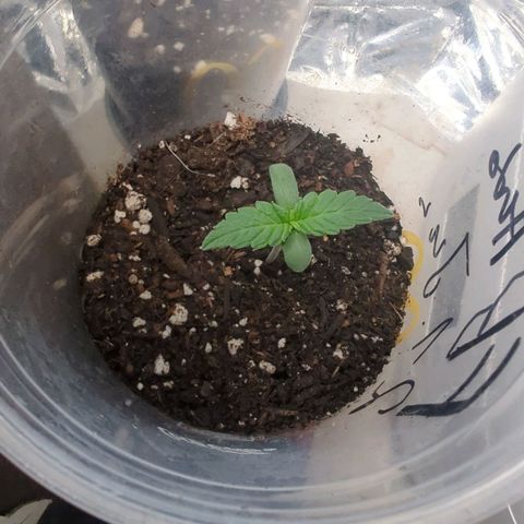 Fat Banana Auto 2 growlog timeline photo