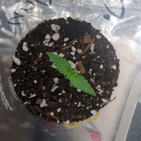 ? #2 growlog timeline photo