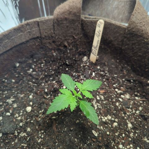 Fat Banana Auto 1 growlog timeline photo