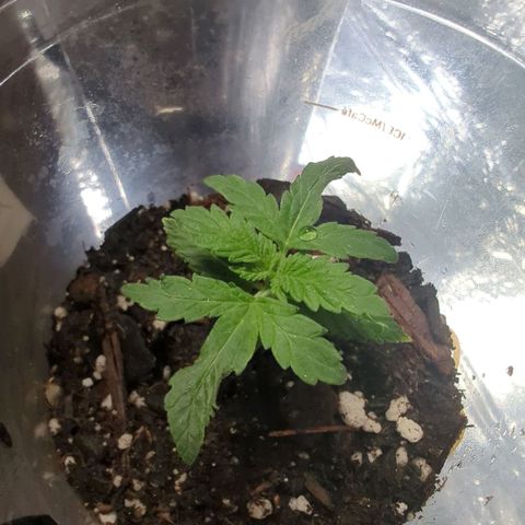 ? #1 growlog timeline photo