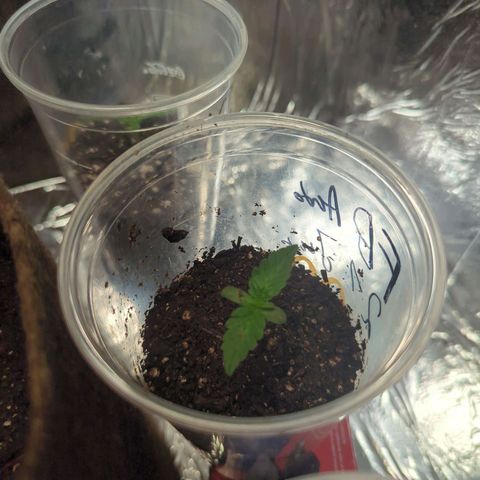 Fat Banana Auto 2 growlog timeline photo