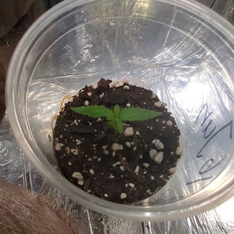 ? #2 growlog timeline photo