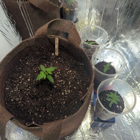 ? #2 growlog timeline photo