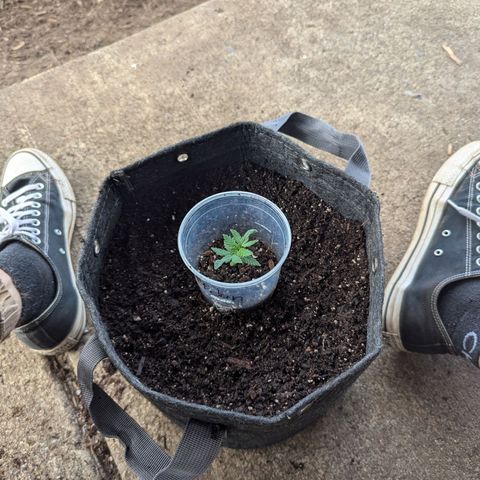 ? #1 growlog timeline photo