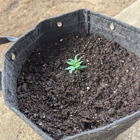 ? #1 growlog timeline photo
