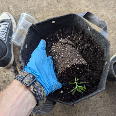 ? #1 growlog timeline photo