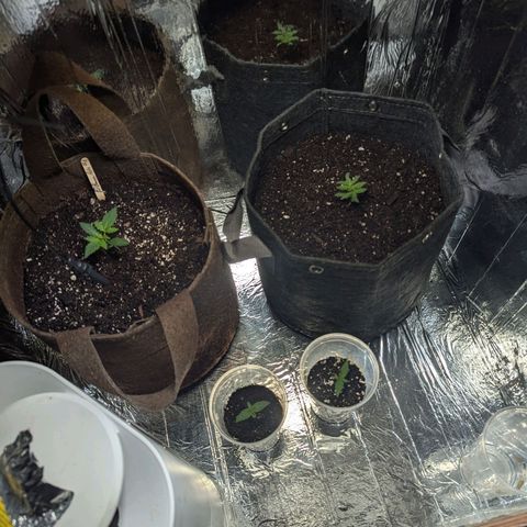 ? #2 growlog timeline photo