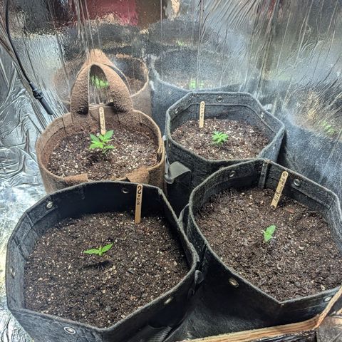 ? #2 growlog timeline photo