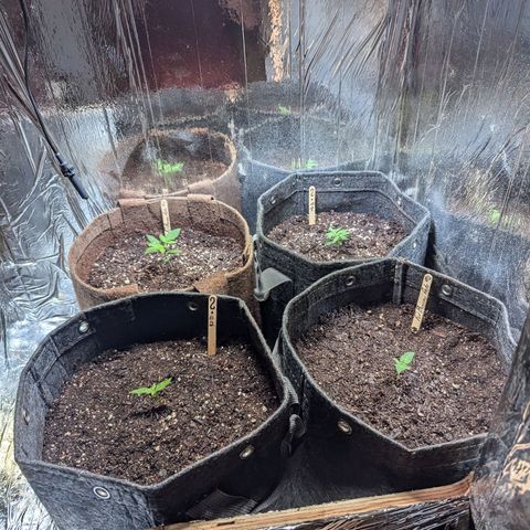 ? #2 growlog timeline photo