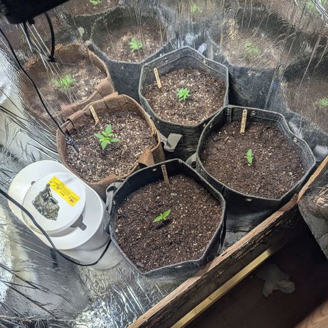 ? #2 growlog timeline photo