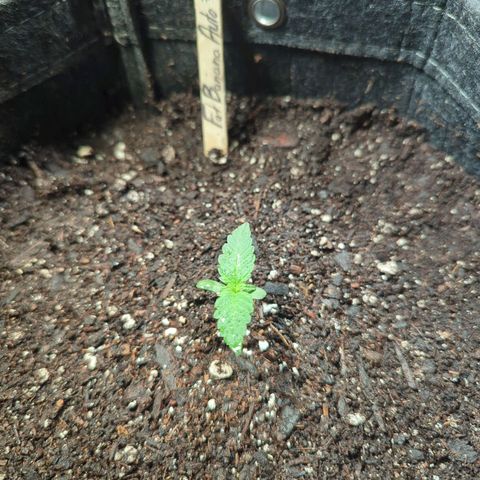 Fat Banana Auto 2 growlog timeline photo
