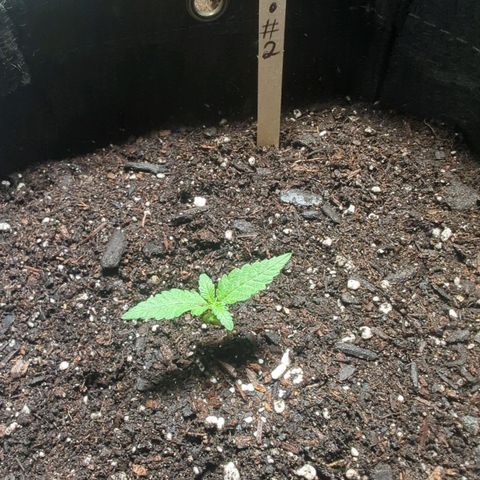 ? #2 growlog timeline photo