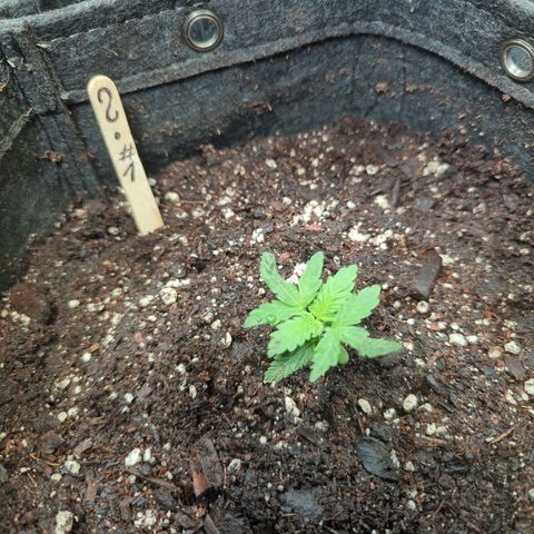 ? #1 growlog timeline photo