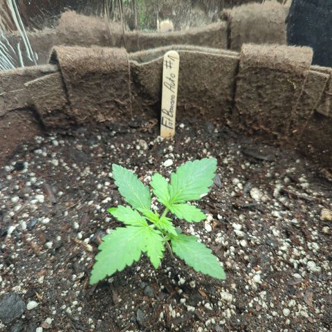 Fat Banana Auto 1 growlog timeline photo