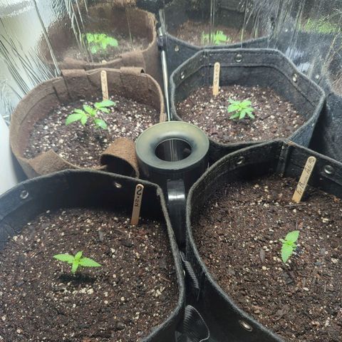 ? #2 growlog timeline photo