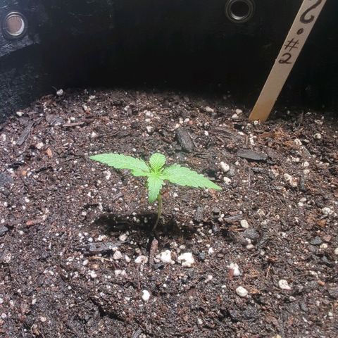 ? #2 growlog timeline photo