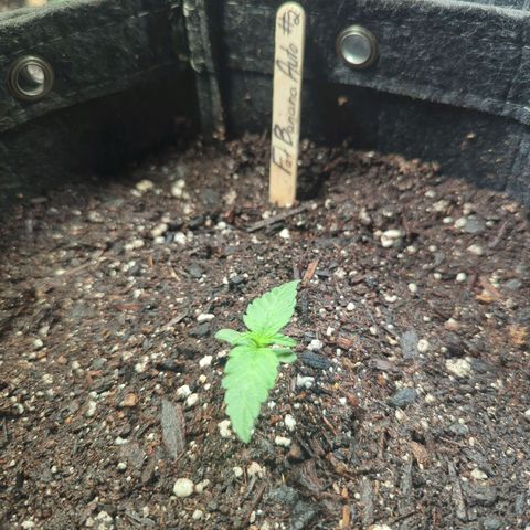 Fat Banana Auto 2 growlog timeline photo