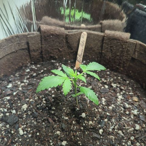 Fat Banana Auto 1 growlog timeline photo