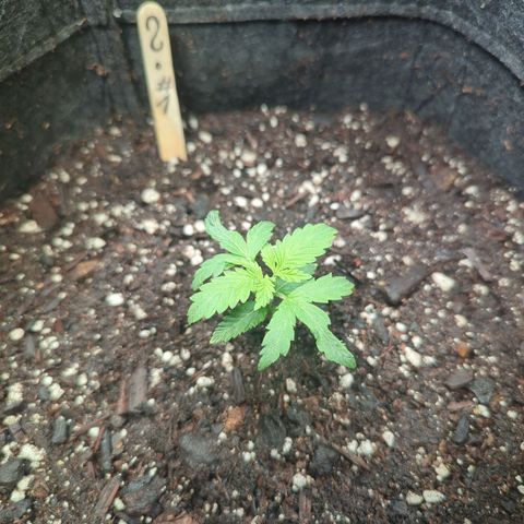 ? #1 growlog timeline photo