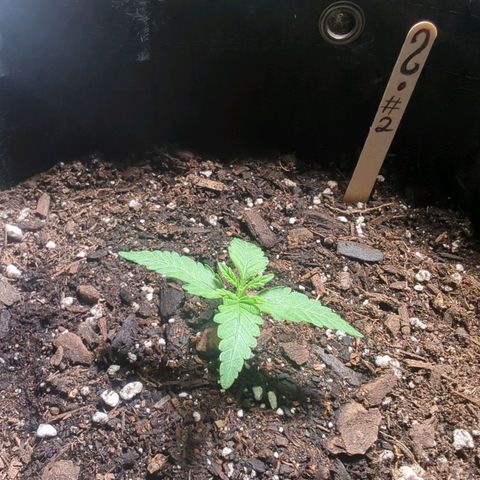 ? #2 growlog timeline photo