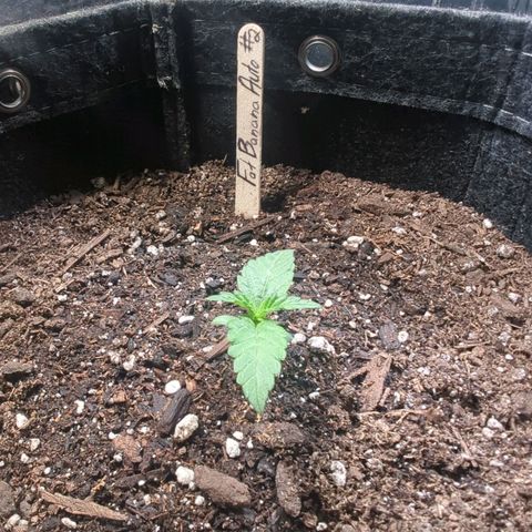 Fat Banana Auto 2 growlog timeline photo