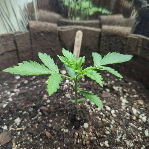 Fat Banana Auto 1 growlog timeline photo