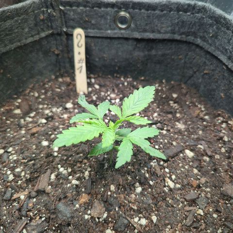 ? #1 growlog timeline photo