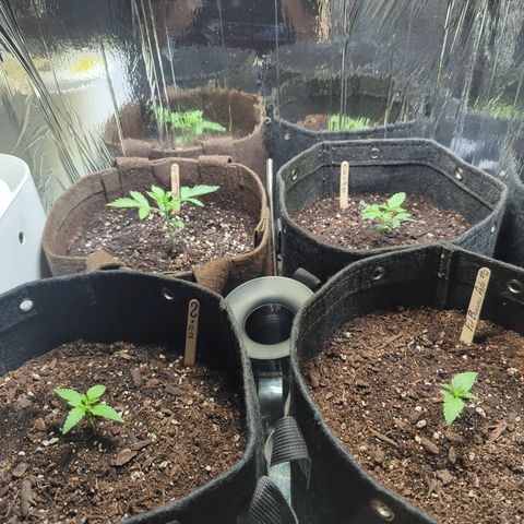 ? #2 growlog timeline photo