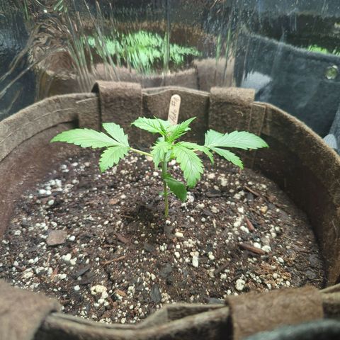 Fat Banana Auto 1 growlog timeline photo