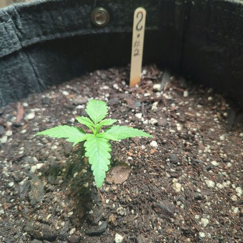? #2 growlog timeline photo