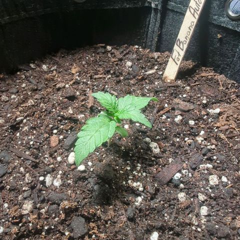 Fat Banana Auto 2 growlog timeline photo