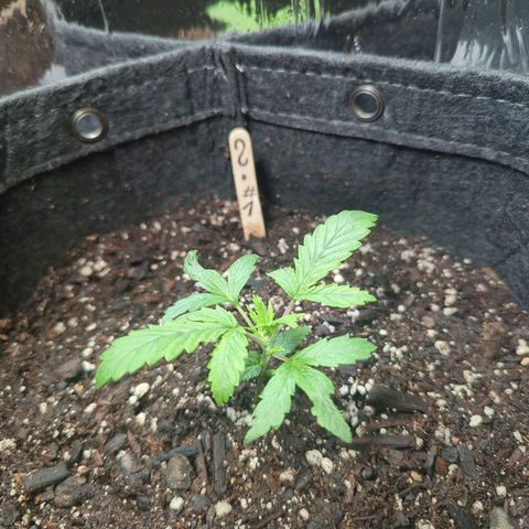 ? #1 growlog timeline photo