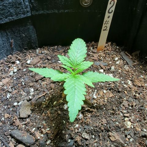 ? #2 growlog timeline photo