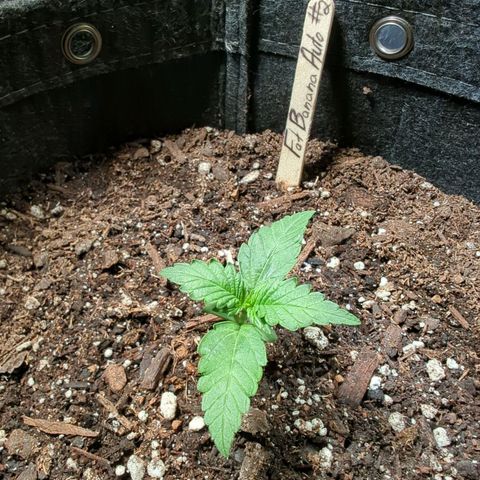 Fat Banana Auto 2 growlog timeline photo