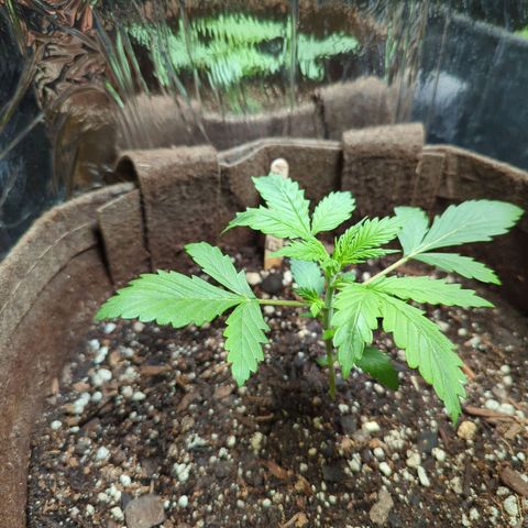 Fat Banana Auto 1 growlog timeline photo